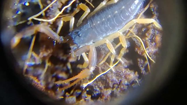 Centruroides gracilis 2 instar смотреть онлайн