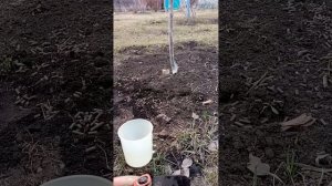 ПОДКОРМКА ГРУШИ ВЕСНОЙ