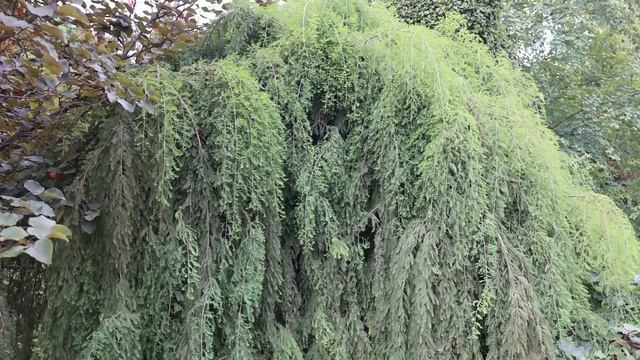 10 Weeping Trees That Will Transform Your Garden смотреть онлайн