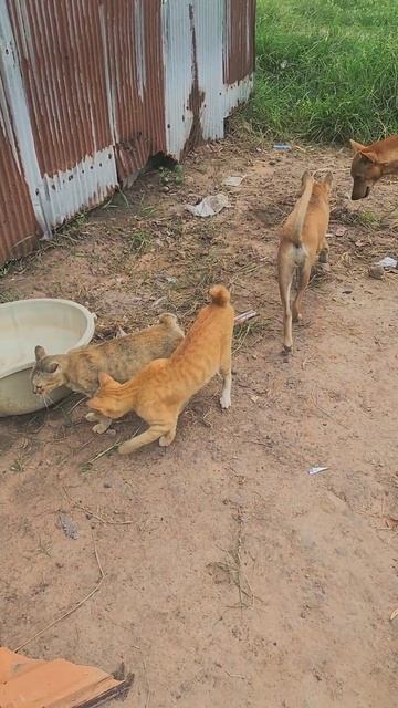 Funny country dogs and cats #fuunypets #funny #catvideos #Short смотреть онлайн