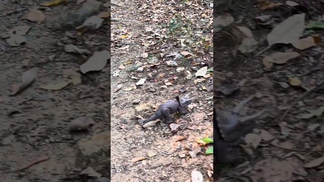 Dinosaurs Adventures Tours, Ceratops Crossing Our Path, #dinosaur #toys #rc #trail #adventure #fun смотреть онлайн