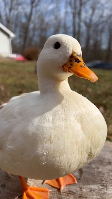 Munchkin queen of the mountain 👑 🦆 #ducks #ontopoftheworld смотреть онлайн