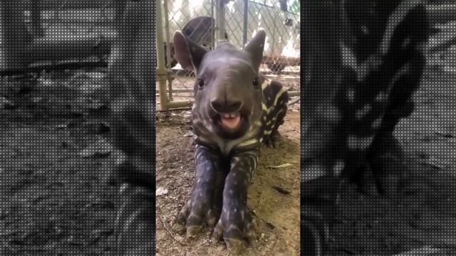 Родился очаровательный малыш Тапир . Adorable baby Tapir was born смотреть онлайн