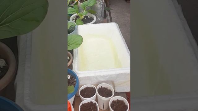 Meron na tayong container at solution, tanim na tayo ng lettuce смотреть онлайн