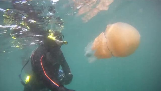Barrel Jellyfish Rhizostoma pulmo Chesil cove 21 April 2015 смотреть онлайн