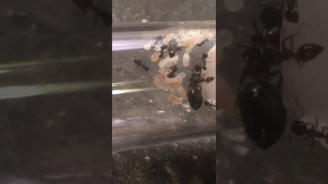 Crematogaster sp. colony #1 смотреть онлайн