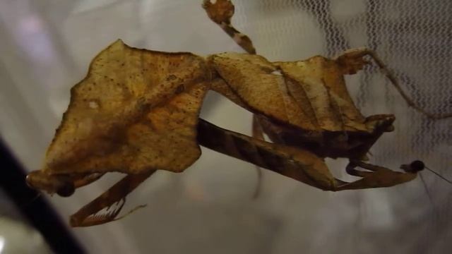 Dead Leaf Mantis ( Deroplatys Lobata ) 69 смотреть онлайн