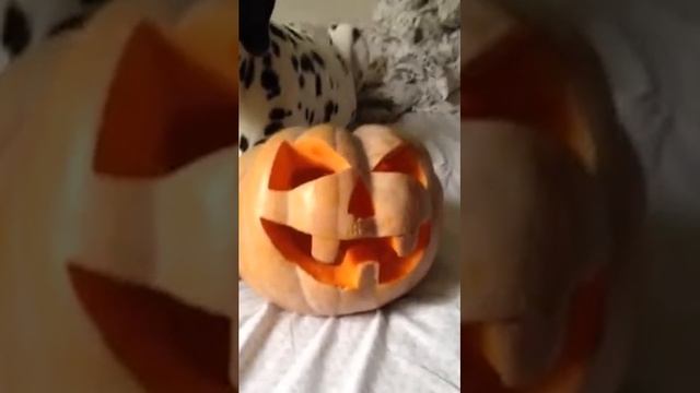 Собака тупит. смотреть онлайн