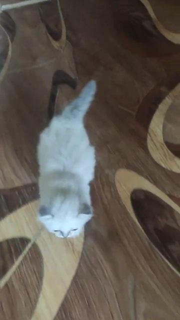 самый быстрый малыш🥰 #котята #невскиемаскарадные #породистыекотята #котики #кошки #смешныекоты смотреть онлайн