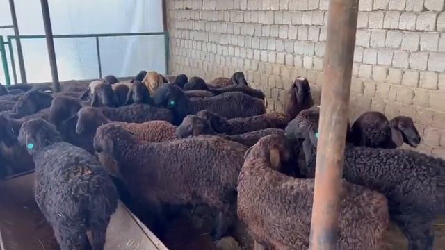 Сырбаздар сатылымда тел:87471728355 смотреть онлайн