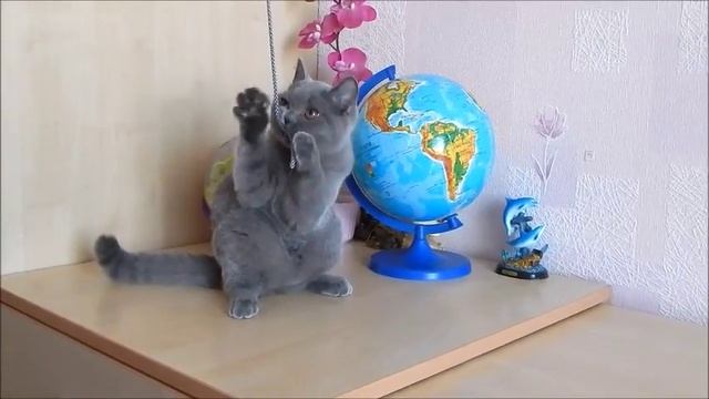 Кошечка Quirina. Британские котята питомника. Элитные британцы. смотреть онлайн