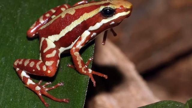 5 MOST DANGEROUS FROGS IN THE WORLD! смотреть онлайн