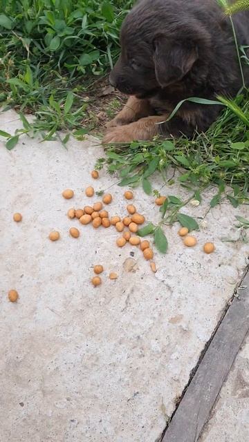 не ну еда я чуть сам не съел #неотписывайтесь #собаки #милота смотреть онлайн