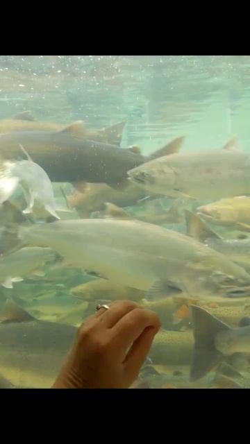 Fishing, fish ladders viewing смотреть онлайн