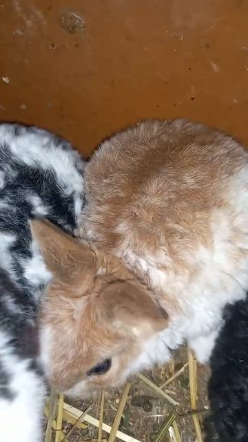 карликовые кролики рекс смотреть онлайн