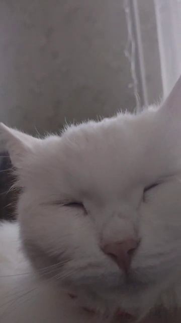 "ХОТЬ из ПУШЕК ПАЛИ." #shorts #город #дом #кошки . смотреть онлайн