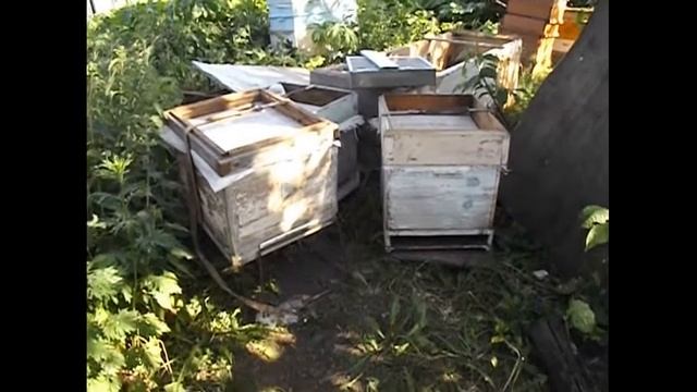 отводки от семей пришедших в роевое состояние смотреть онлайн