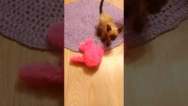 Кот Морфей забрал Олину игрушку смотреть онлайн