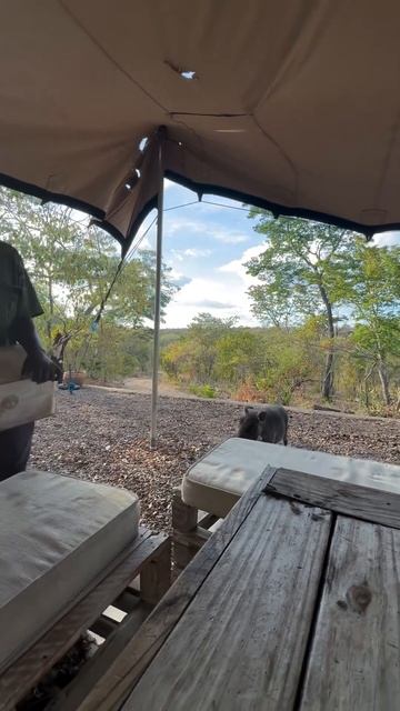Enrichment is everything.... Specially for these rescued ones.#baboon #warthdog смотреть онлайн