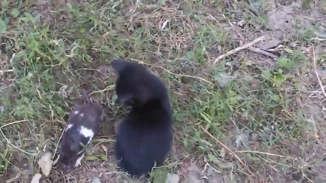 Бідний хомячок смотреть онлайн