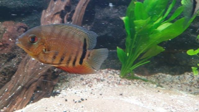 750l wromak смотреть онлайн