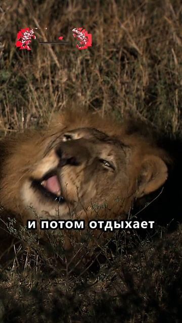 самый удивительный львиный рык #shorts #животные #животныймир смотреть онлайн