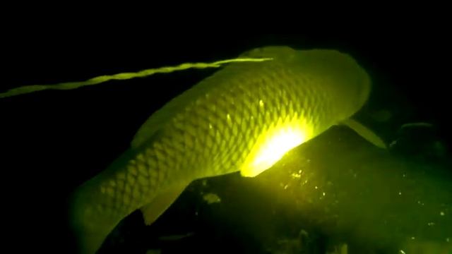 Сазанчик смотреть онлайн