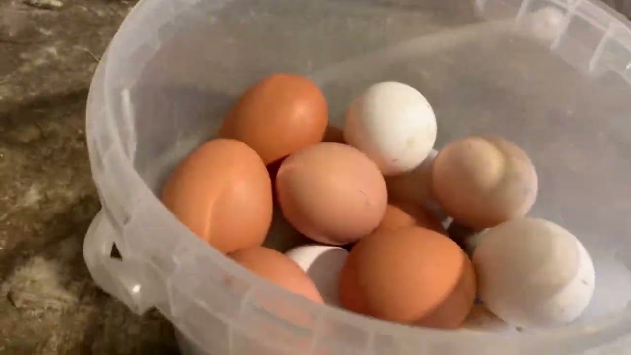 КУРИЦА НЕГРИТОСИК НЕ КВОЧКА✅МЕШАНКА ДЛЯ КУР С КАРТОФЕЛЬНЫМИ ОЧИСТКАМИ✅СКОЛЬКО ЯИЦ⁉️2 ФЕВРАЛЯ 2025 г✅ смотреть онлайн