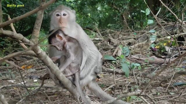 Ava monkey gets tired of poor baby monkey Alex | why mom Ava monkey feeling bored with her baby Ale смотреть онлайн