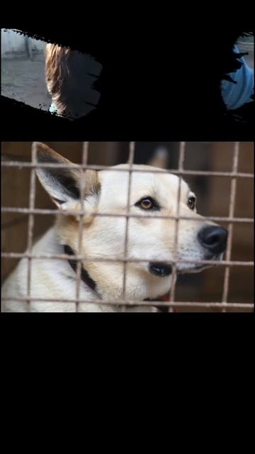 Снежка в добрые руки #short смотреть онлайн