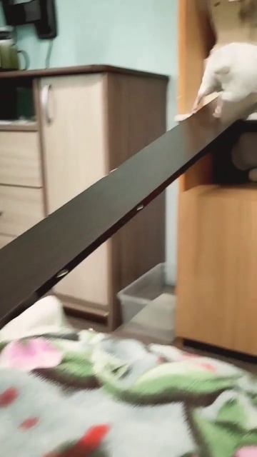 ЗВЕРЁК ХАСАНИТ 😂 НАС НЕ ДОГОНЯТ 🤣 #shorts смотреть онлайн