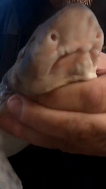 Dogfish nice size. #cod #fishing #codfishing #seabeach #sea #fish смотреть онлайн