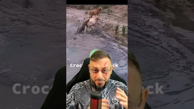 Crocodilo perdeu a picanha смотреть онлайн