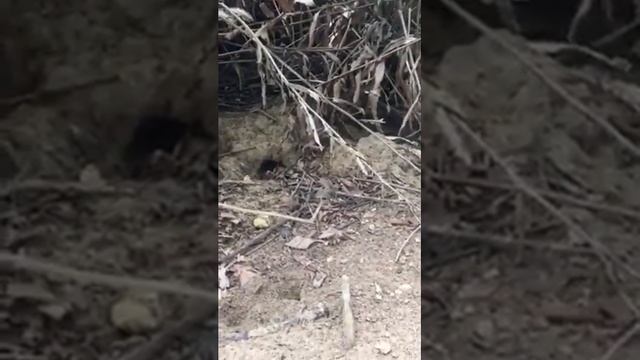 Сейшеллы_2017. Остров Курьёз. Крабья тропа_3 смотреть онлайн