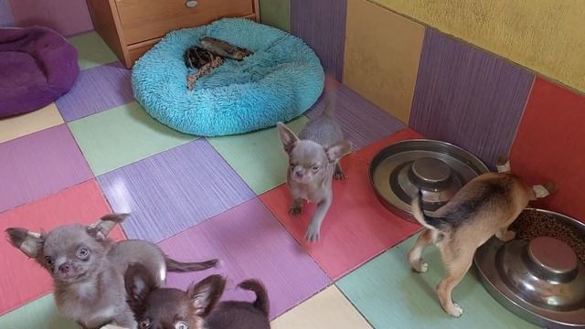 +79787458062 ЯСЛИ ШУМЯТ питомник чихуахуа и той-пудель мальтипу Кастропуло Крым продажа щенков смотреть онлайн