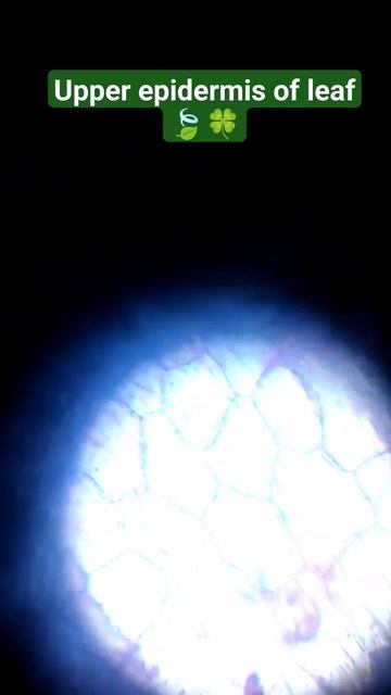 Upper Epidermis Of Leaf🍀under Microscope #microscope #study #shorts