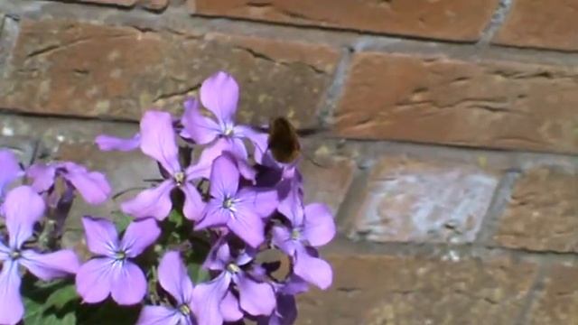 The Large Bee Fly - Bombylius Major смотреть онлайн