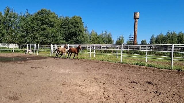 Продажа Ахалтекинских лошадей.Sale of Akhal-Teke horses.https://akhaltekellc.com смотреть онлайн
