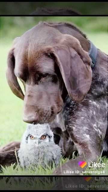 Выбирашка из лайка смотреть онлайн