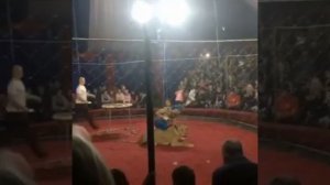 В цирке Краснодарского края на ребенка напала Львица!