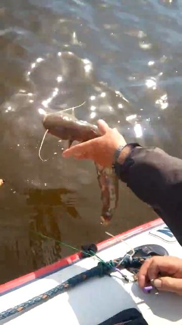 Поймали соминка на каме сом жерих судак окунь щука смотреть онлайн