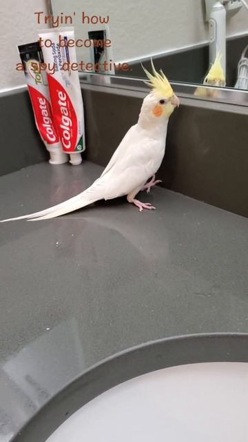 COCKATIEL " wanted to become a spy detective " #trending #funny #lovebirds #birds #cockatiel #pets смотреть онлайн