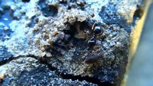 Ants || Full HD смотреть онлайн