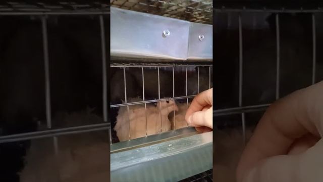 любимые тенеброзы смотреть онлайн