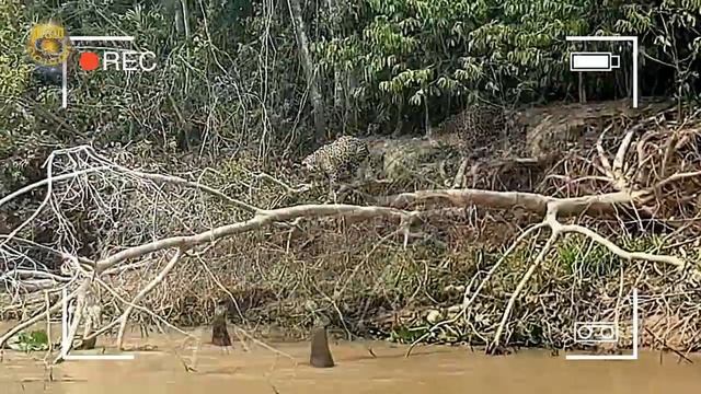 مدهش... هذا ما يحدث عندما يغضب هذا الوحش من التمساح،أفعى الاناكوندا العملاقة -عالم الحيوانات البرية смотреть онлайн