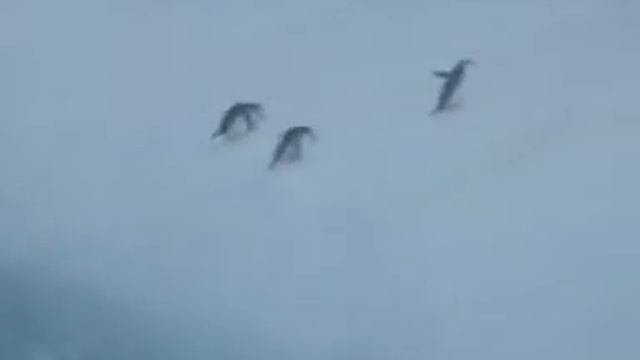 The wonders of nature - Пингвины забираются на айсберг смотреть онлайн