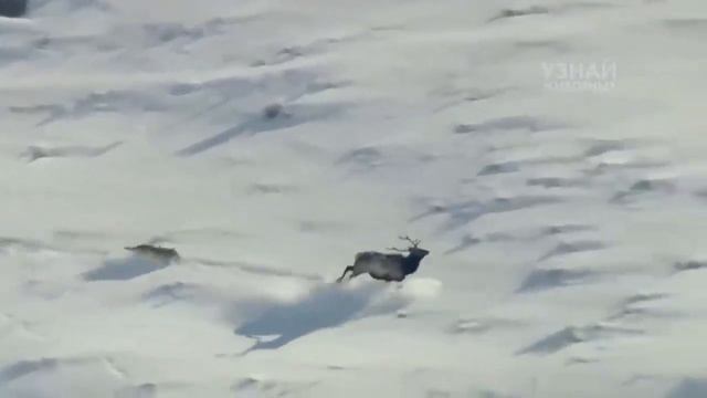 ВОЛКИ – хитрые, умные и очень опасные хищники! Волки против медведя, оленя и бизона! смотреть онлайн