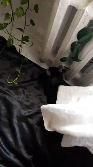 НАЙДИ КОШКУ, КВЕСТ В МАГИЧЕСКОЙ КОМНАТЕ.Если найдёшь она съест голубя🕊 смотреть онлайн