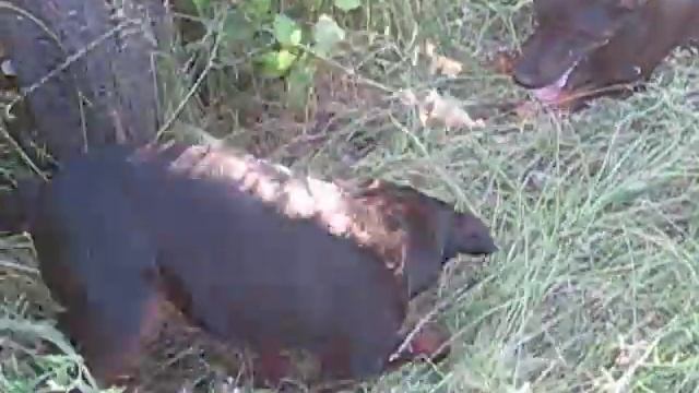 jagde terrier смотреть онлайн