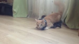 Кошачий дрифт под фонк)